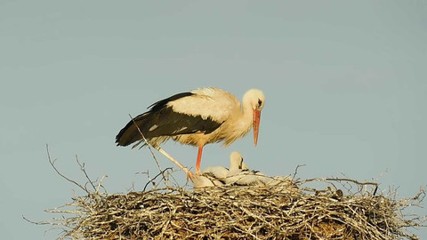 Týden v regionech (Brno) - 21. června