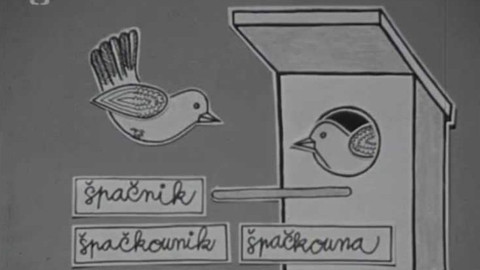 Tajemství řeči - Špaček