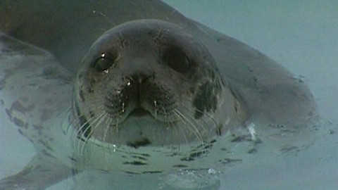 Chcete mě? - 13. února 2009