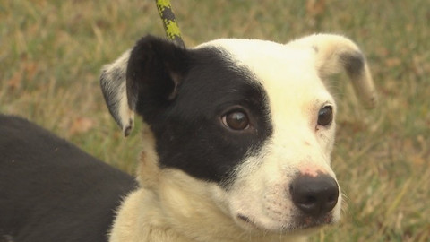 Chcete mě? - Chcete je?