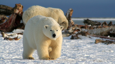 60 zvířecích zabijáků - Epizoda 14/20