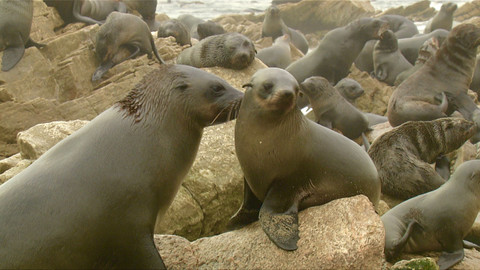Obdivuhodný svět přírody - Jihoafričtí lachtani