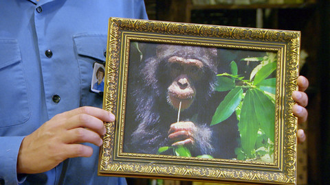 Andy na safari - Šimpanz