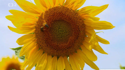 Cestou za chutěmi - Rostlinné oleje