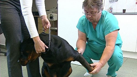 Chcete mě? - 4. června 2008