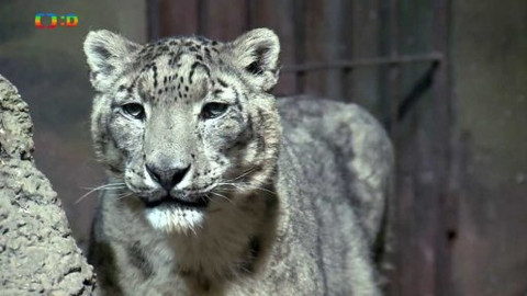 Kocour Mour poznává své příbuzné - Epizoda 11/8