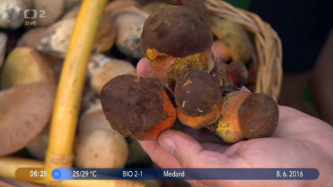 Dobré ráno - 8. června 2016