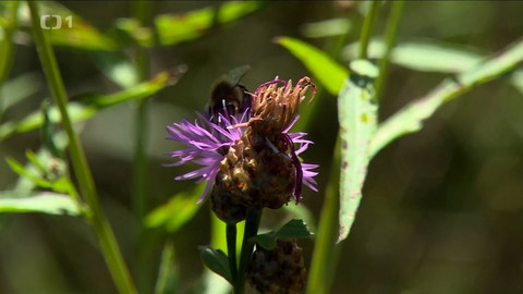 Toulavá kamera - 27. září 2020