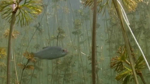 Tajemství ukrytá pod hladinou - Epizoda 2/2