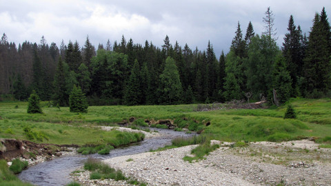 Návraty k divočině - Šumava