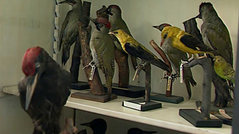 Archiv dne - 22. říjen 1997: Datel nepřítelem č. 1