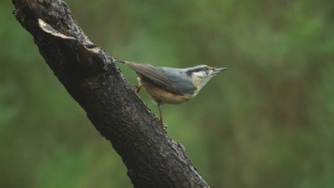 Chcete mě? - 4. února 2018