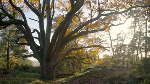 O stromech a lese - 5/6 Evropský dub