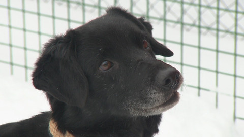 Chcete mě? - Chcete je?