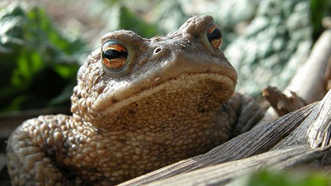 Příběhy z přírody - 6/6 Čvachtaví milovníci