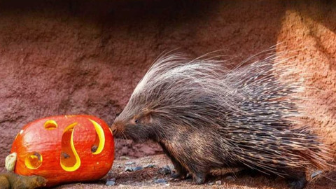 Tamtam - 5. listopadu 2022