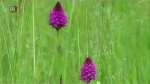 Živé srdce Evropy - Rudohlávek jehlancovitý