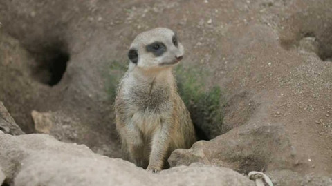 Tamtam - Tamtam plus