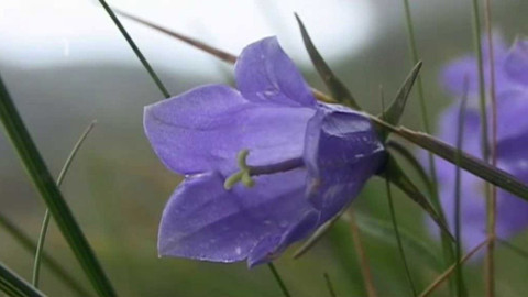 Živé srdce Evropy - Zvonek jesenický