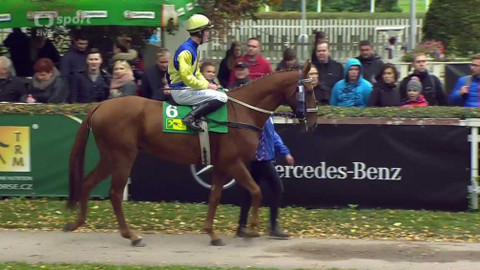 Jezdectví - Cena prezidenta republiky