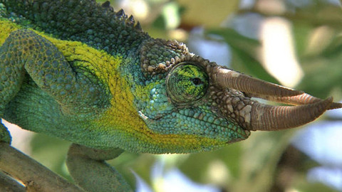 Hvězdy zvířecí říše - 4/32 Nejpomalejší tvor