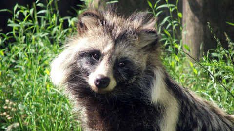 Obdivuhodný svět přírody - Psíci mývalovití