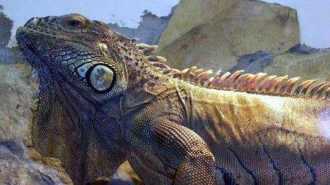 Mezi námi zvířaty - 11. dubna 2009