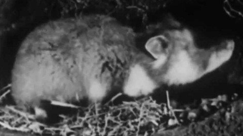 TVŠ - Zvířata v zimě