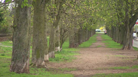 Nedej se! - Chtějí skácet alej roku