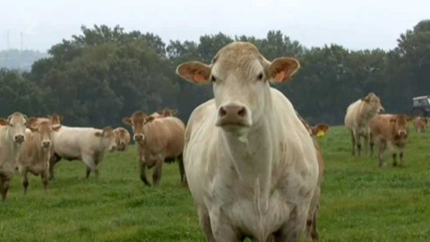 Videoatlas naší přírody - Skot domácí