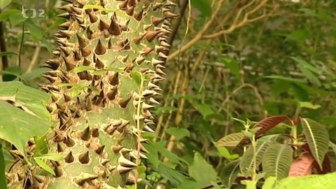 Dvaasedmdesát jmen české historie - 50/72 Tadeáš Haenke