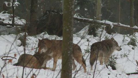 Novinky z přírody - Epizoda 47/53