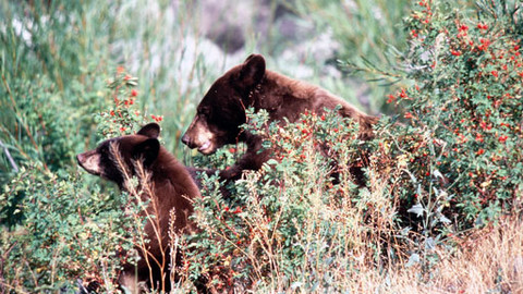 Předivo života - 7/13 Grizzly