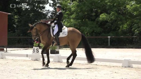 Jezdectví - Mezinárodní závody v drezuře CDI-W Brno