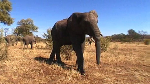 Cestománie - Zambie