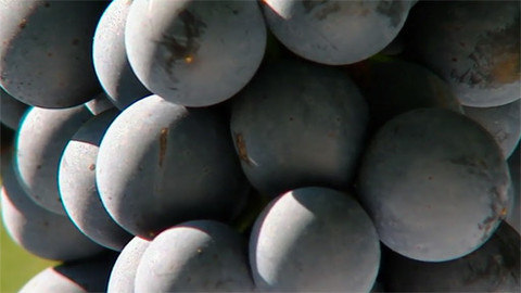 Putování za vínem - 3/16 Jihoafrická republika II.