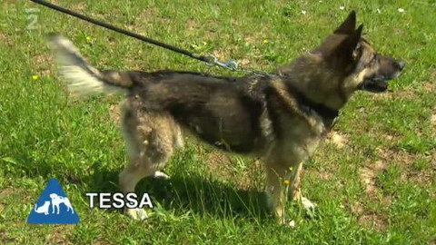 Chcete mě? - Chcete je?