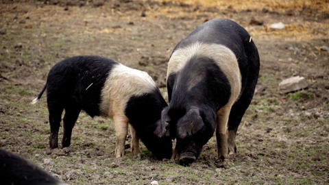 Co naše babičky uměly a na co my jsme zapomněli - Čuníci
