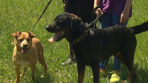 Chcete mě? - Chcete je?