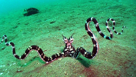 Obdivuhodný svět přírody - Chobotnice maskovaná