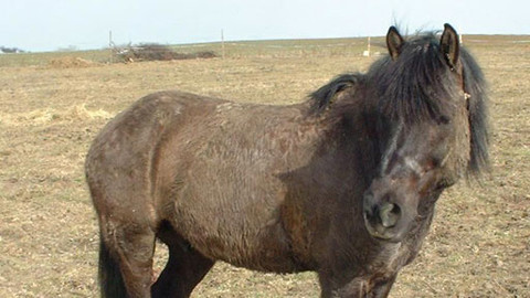 Podivuhodný svět - Kůň do nepohody