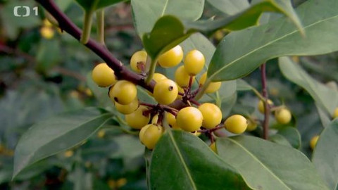 Polopatě - 15. prosince 2013