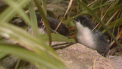 Obdivuhodný svět přírody - Alkouni japonští
