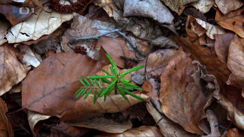 Kořeny lesa - Epizoda 12/40