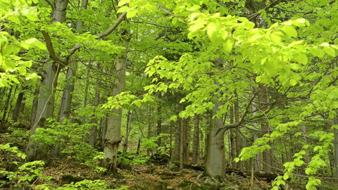 Minuty z Krkonoš - V šeru rýchorského pralesa
