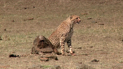 Africká abeceda - G – gepard