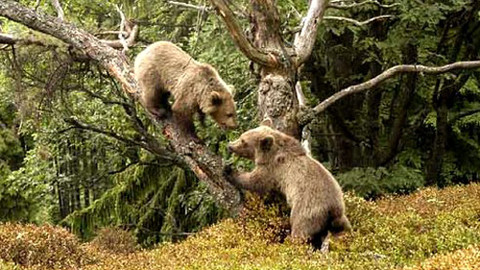 Méďové - V kraji vyhaslých sopek