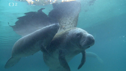 Dobrodružství vědy a techniky - Kapustňáci – něžní obři Karibiku