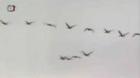 Živé srdce Evropy - Severské husy