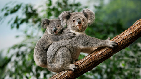 Svět zvířat - 8/20 Vačnatci